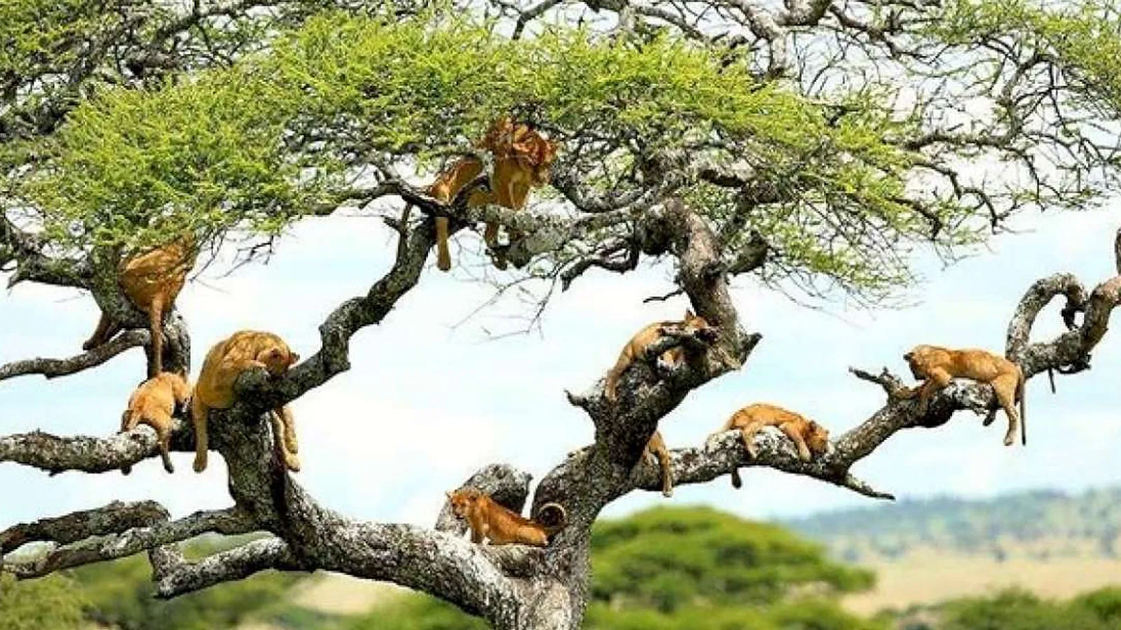 From Kilimanjaro Airport JRO: 10 Days Great Migration Tanzania Safari 2026 to 2027: Tarangire Lake Manyara Ngorongoro