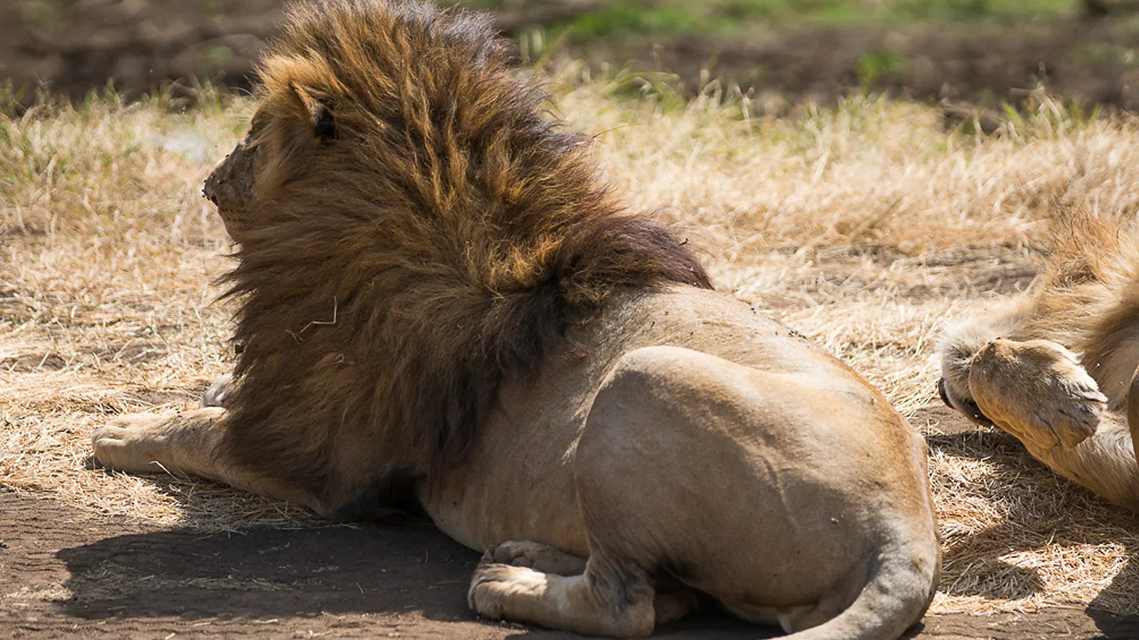 From Kilimanjaro Airport JRO: 12 Days Private Tanzania Safari 2026 to 2027: Tarangire Ngorongoro