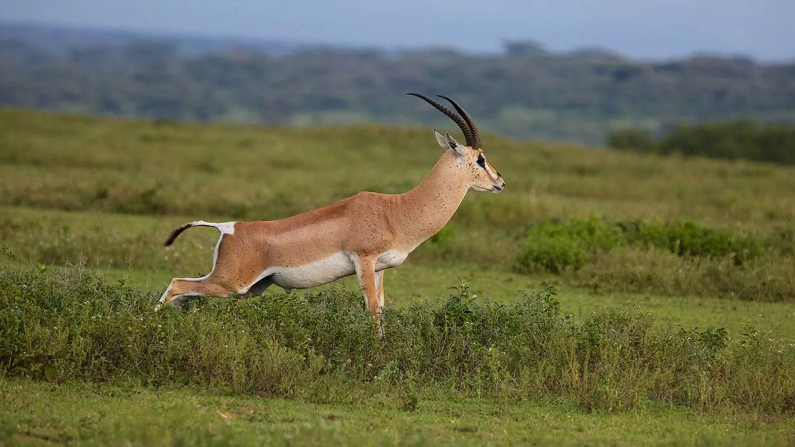 From Kilimanjaro Airport JRO: 4 Days Budget Camping Tanzania Safari 2026 to 2027: Tarangire Ngorongoro
