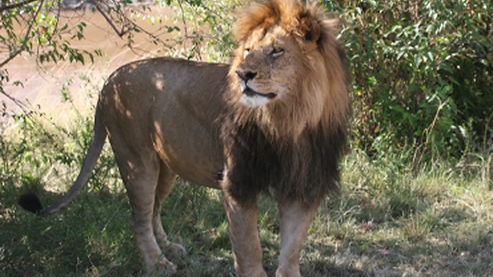 From Kilimanjaro Airport JRO: 4 Days Comfort Lodge Tanzania Safari 2026 to 2027: Tarangire Serengeti Ngorongoro