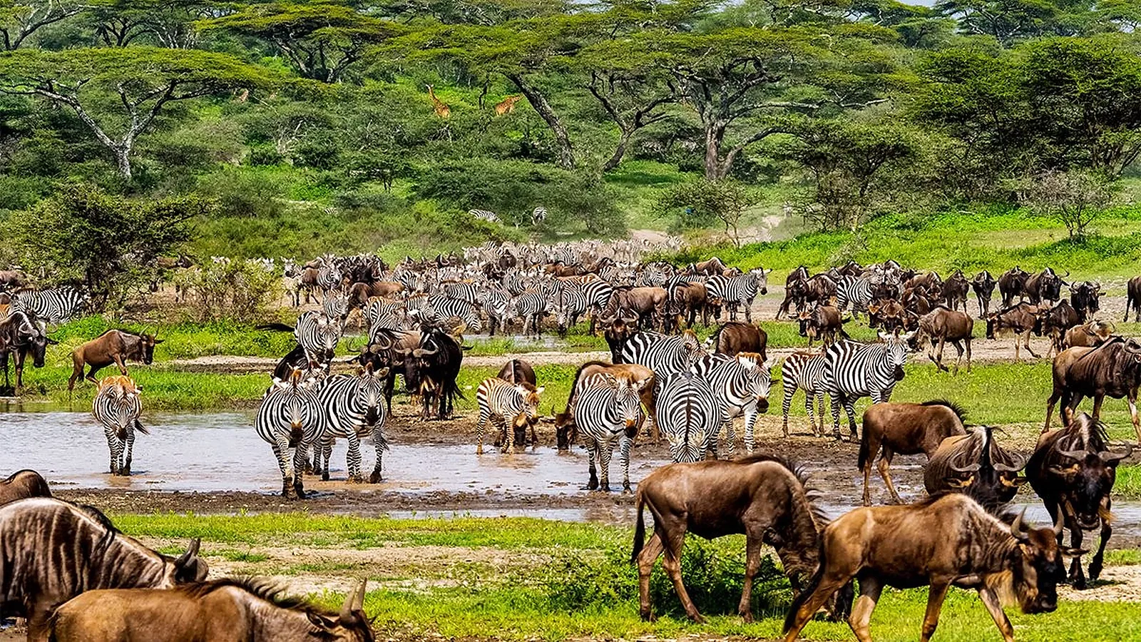 From Kilimanjaro Airport JRO: 5 Days Great Migration Tanzania Safari 2026 to 2027: Tarangire Serengeti Ngorongoro