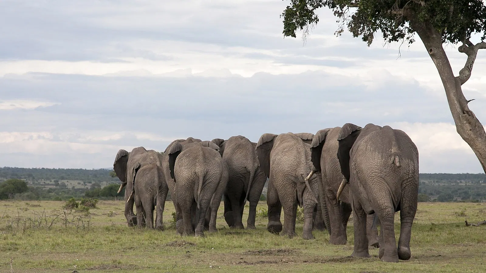 From Kilimanjaro Airport JRO: 6 Days Budget Camping Tanzania Safari 2026 to 2027: Lake Eyasi Ngorongoro Serengeti