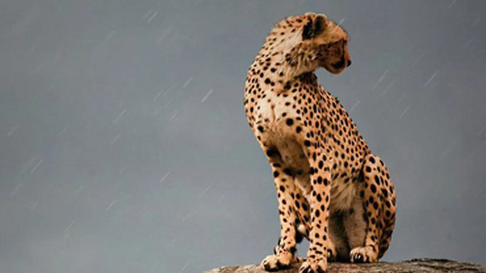 From Kilimanjaro Airport JRO: 6 Days Honeymoon Tanzania Safari 2026 to 2027: Lake Natron Serengeti Ngorongoro