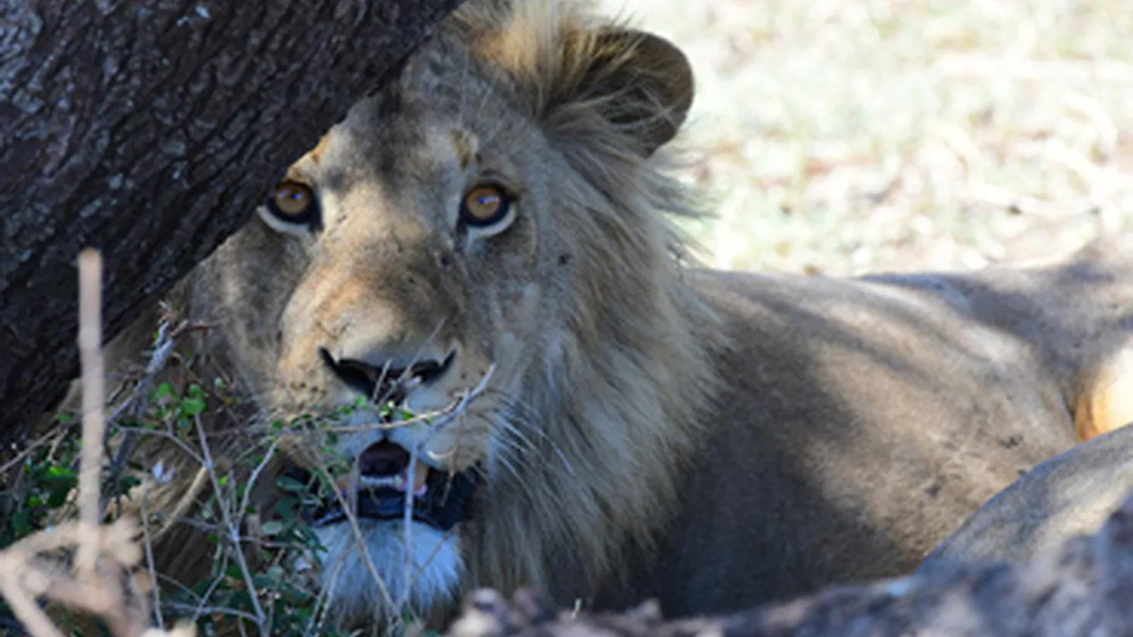 From Kilimanjaro Airport JRO: 6 Days Private Tanzania Safari 2026 to 2027: Tarangire Ndutu Ngorongoro