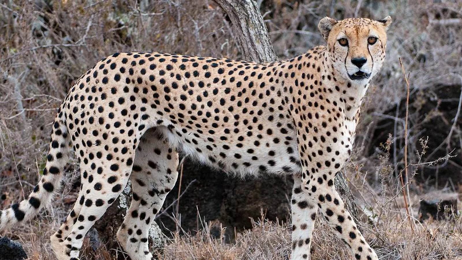 From Kilimanjaro Airport JRO: 7 Days Comfort Lodge Tanzania Safari 2026 to 2027: Tarangire Lake Manyara Ngorongoro