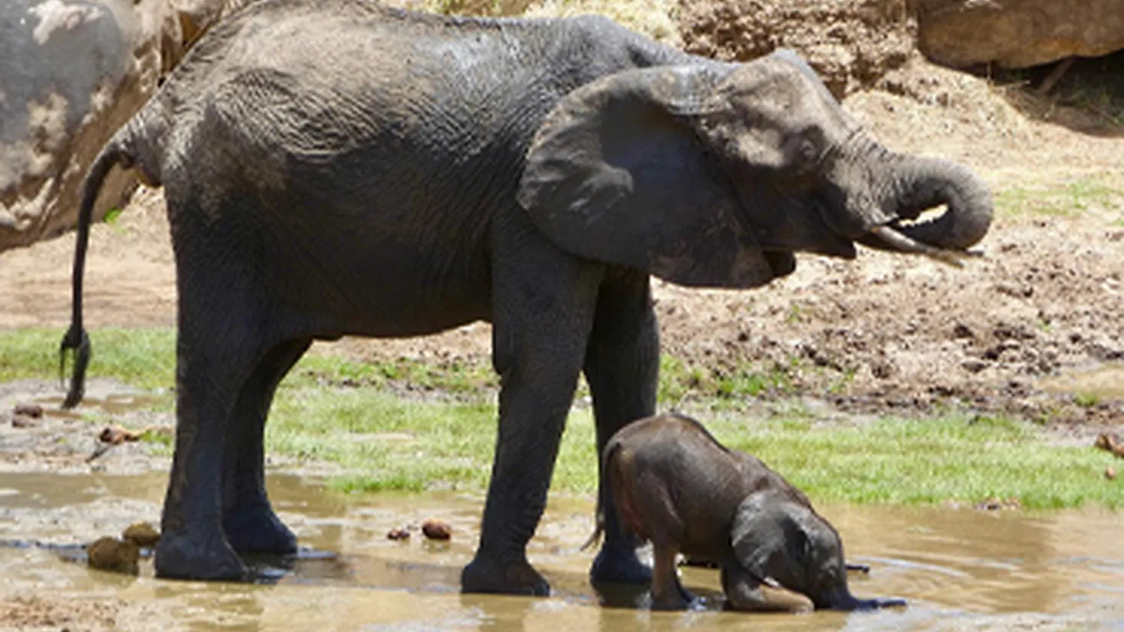 From Kilimanjaro Airport JRO: 9 Days Comfort Lodge Tanzania Safari 2026 to 2027: Lake Natron Serengeti Ngorongoro