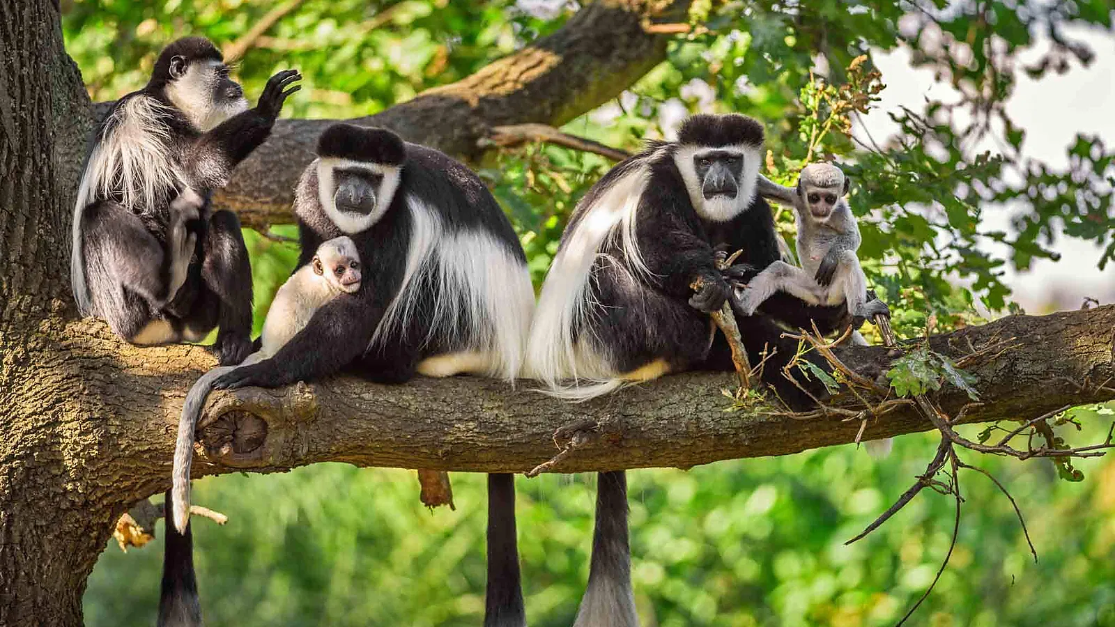 From Moshi: 1 Day Arusha National Park Tour with Local Guide