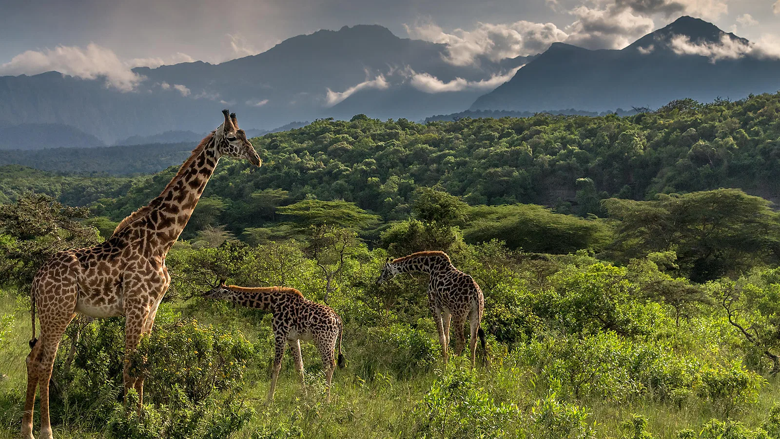 From Moshi: 1 Day Private Arusha National Park Trip