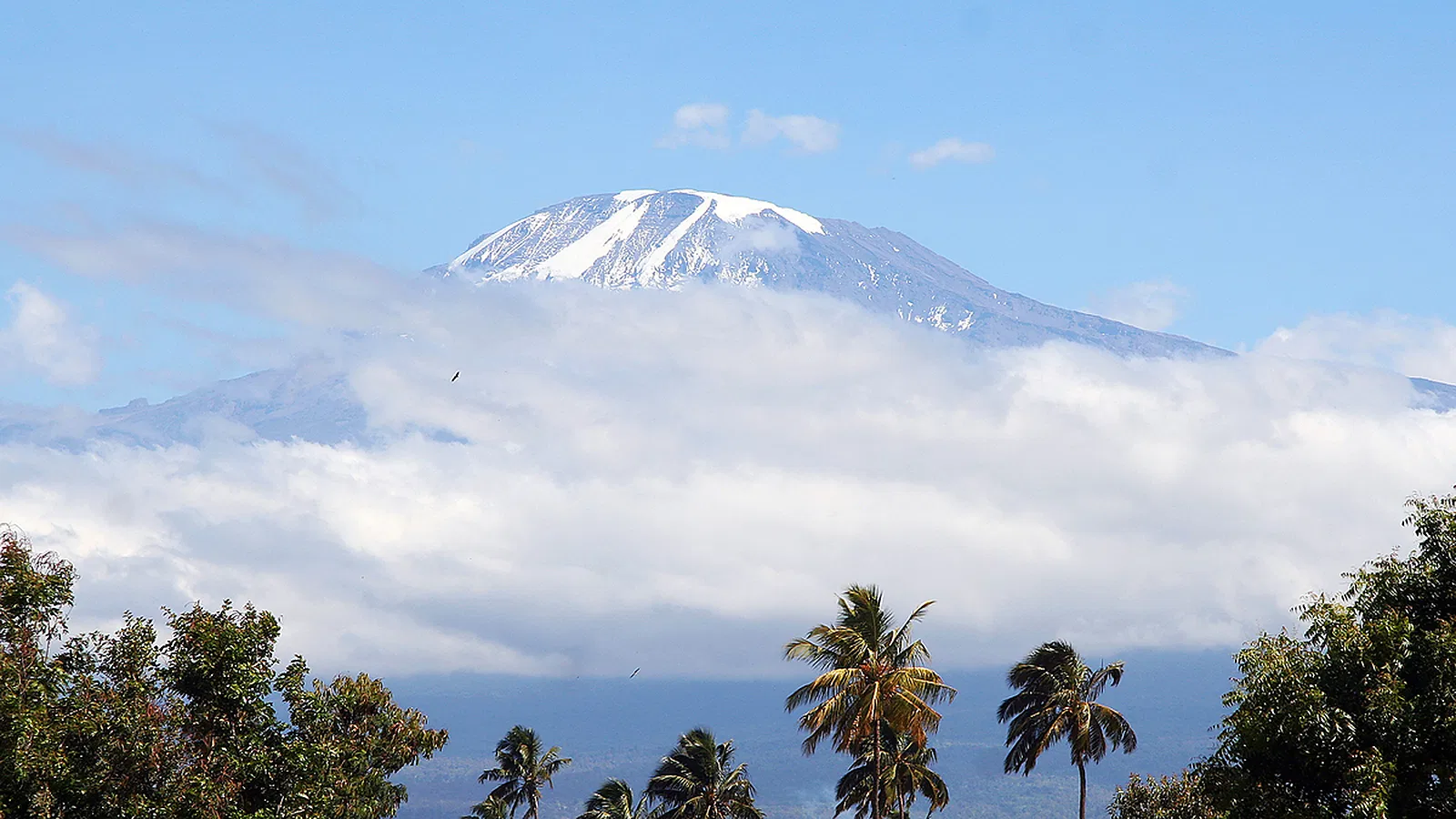 From Moshi: 1 Day Private Shira Plateau Kilimanjaro Day Hike Trip