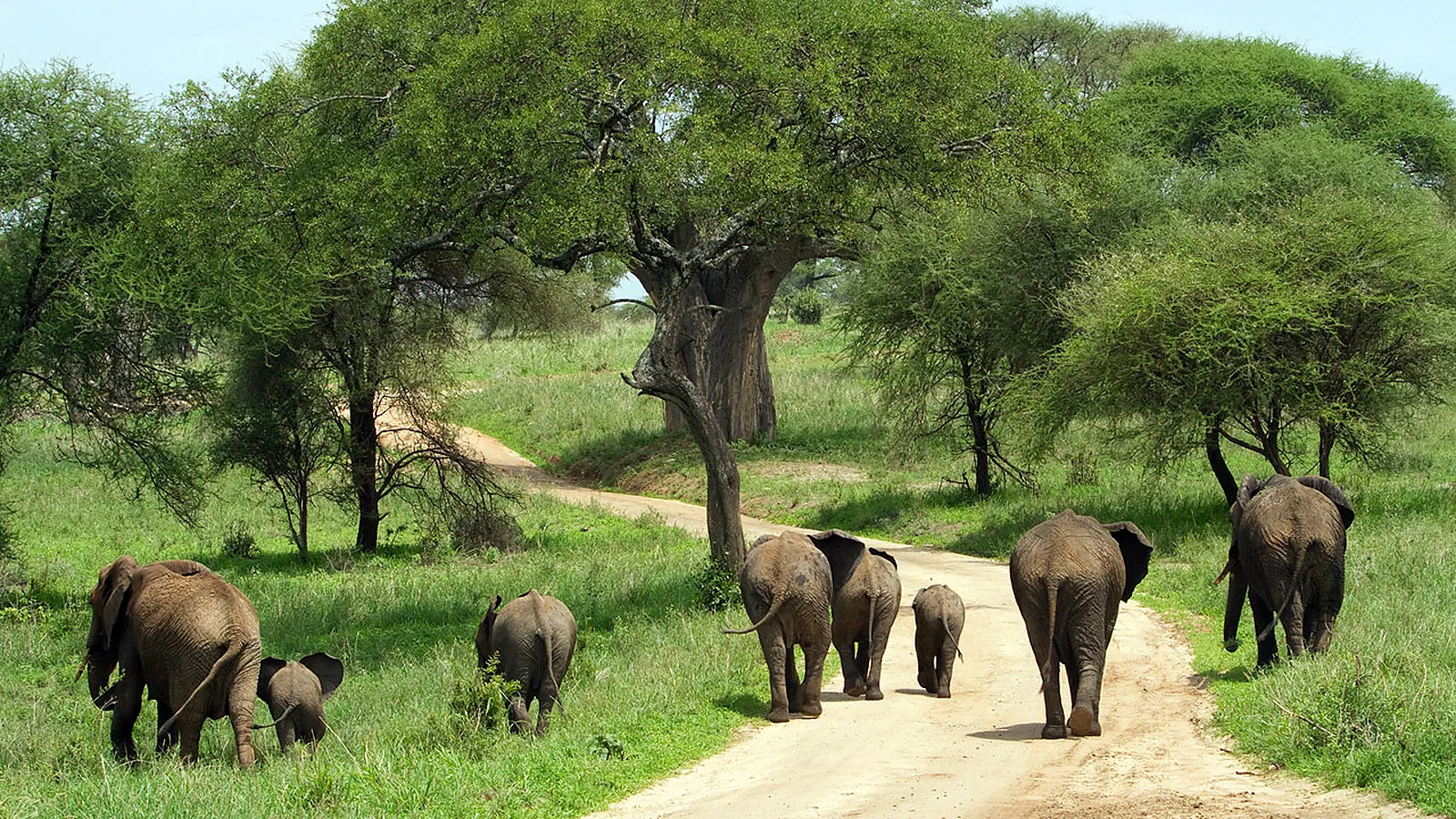 From Moshi: 1 Day Private Tarangire National Park Trip