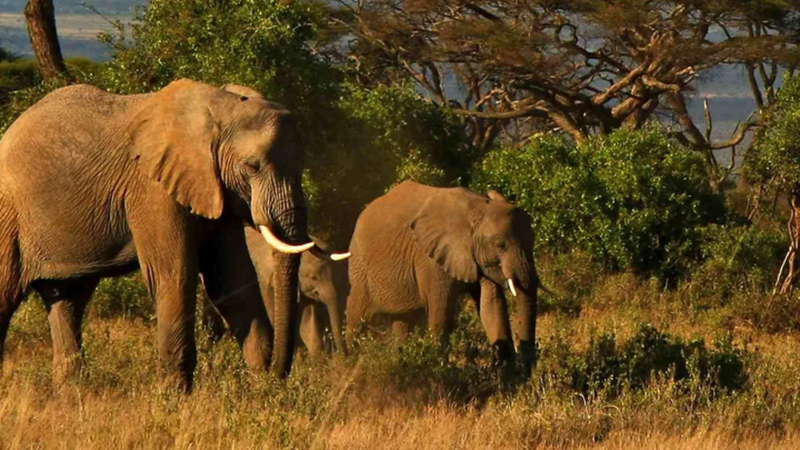 From Moshi: 1 Day Tarangire National Park Tour with Local Guide