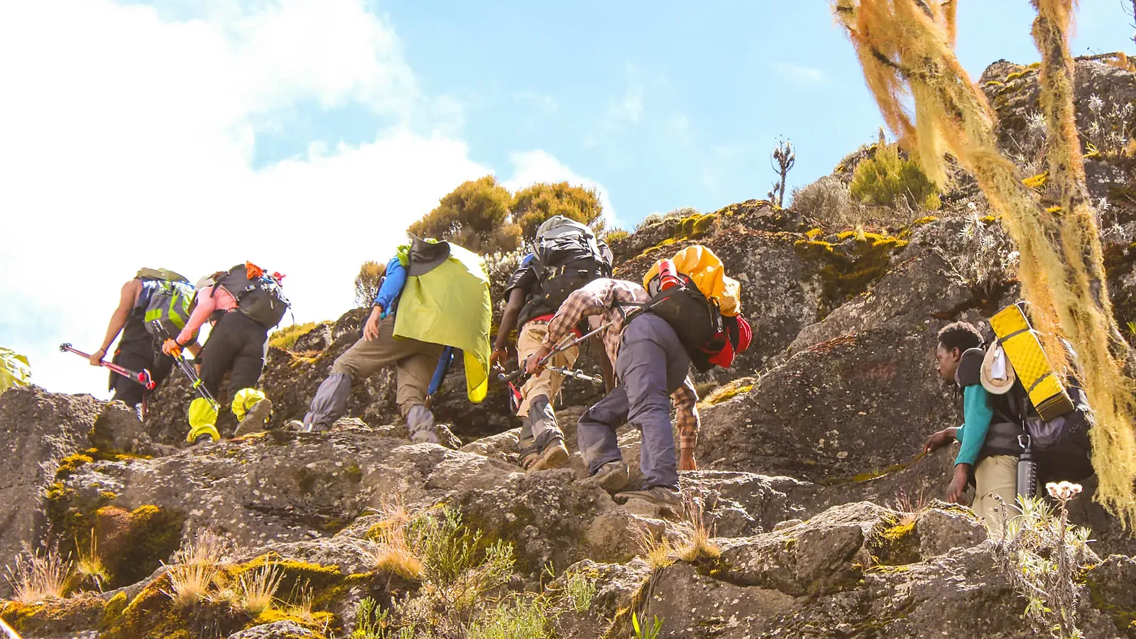 From Moshi: 7 Days Machame Route Kilimanjaro Acclimatization Focused Climb 2026 to 2027