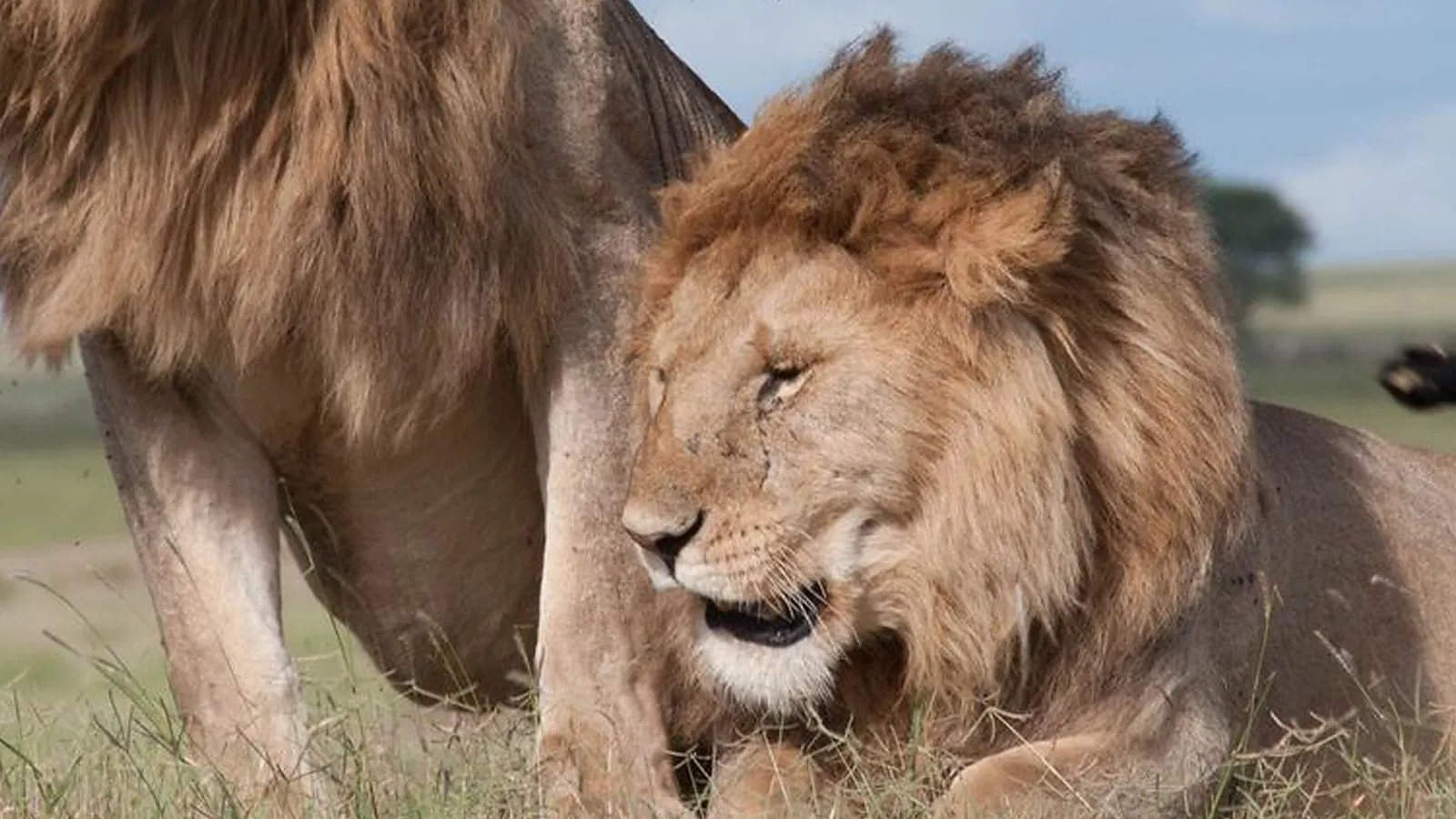 From Zanzibar: 10 Days Luxury Lodge Tanzania Safari 2026 to 2027: Tarangire Ngorongoro