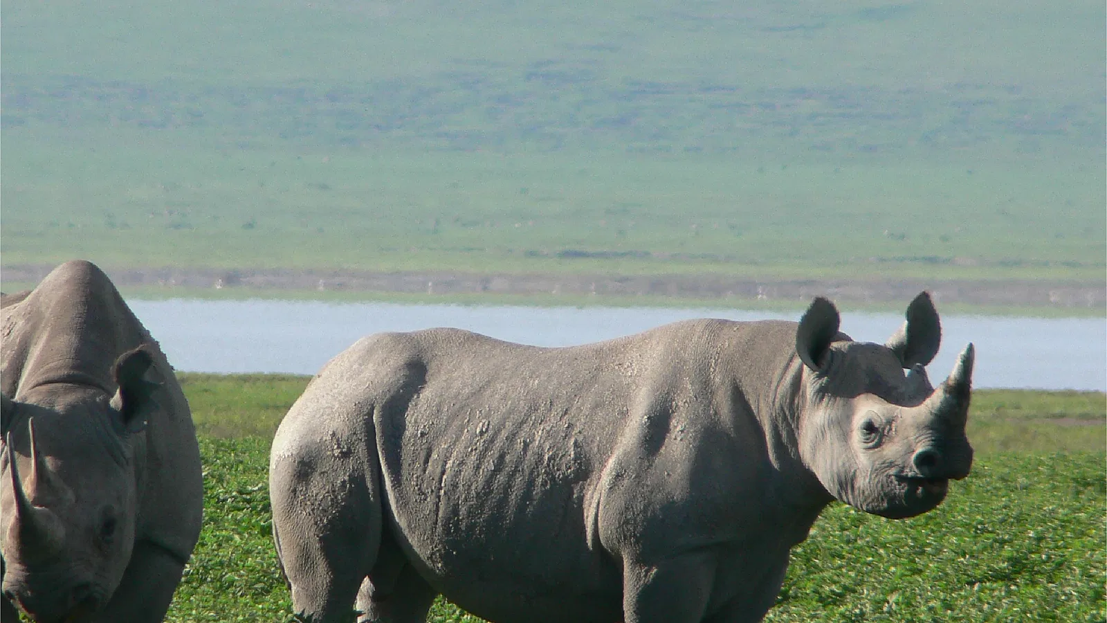 From Zanzibar: 11 Days Classic Northern Circuit Tanzania Safari 2026 to 2027: Tarangire Serengeti Ngorongoro