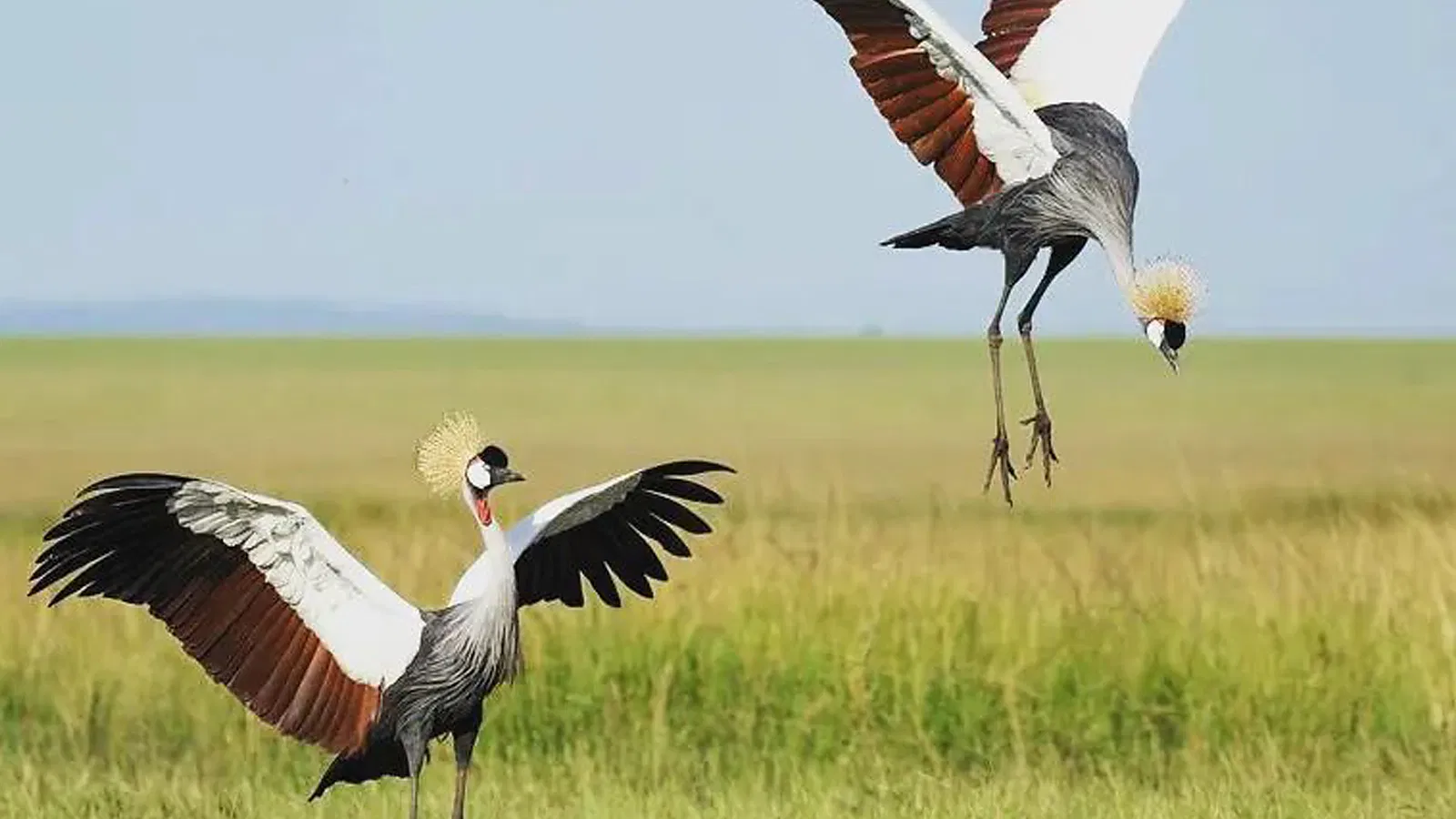 From Zanzibar: 11 Days Midrange Lodge Tanzania Safari 2026 to 2027: Tarangire Serengeti Ngorongoro