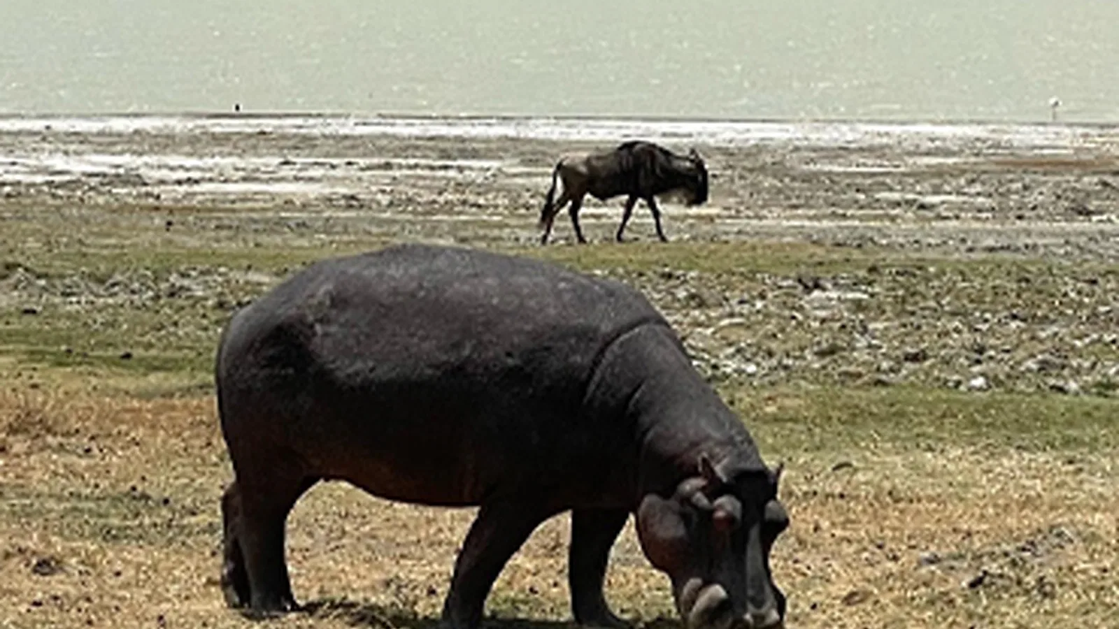 From Zanzibar: 2 Days Classic Northern Circuit Tanzania Safari 2026 to 2027: Tarangire Ngorongoro