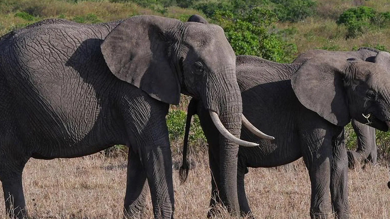 From Zanzibar: 3 Days Midrange Lodge Tanzania Safari 2026 to 2027: Lake Manyara Serengeti Ngorongoro
