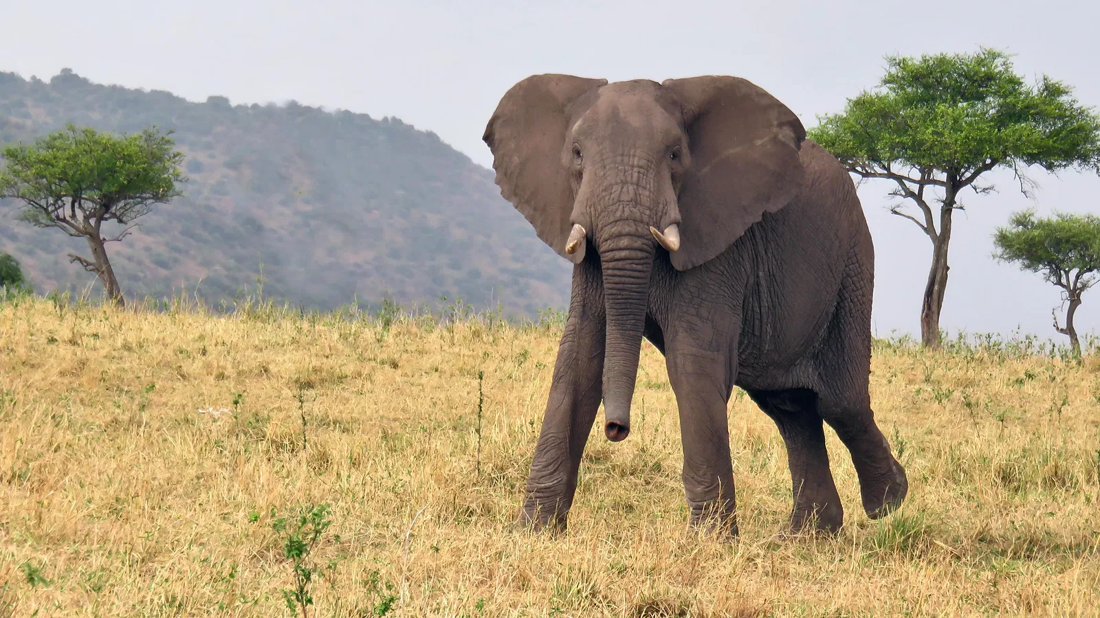 From Zanzibar: 3 Days Photography Tanzania Safari 2026 to 2027: Tarangire Serengeti Ngorongoro