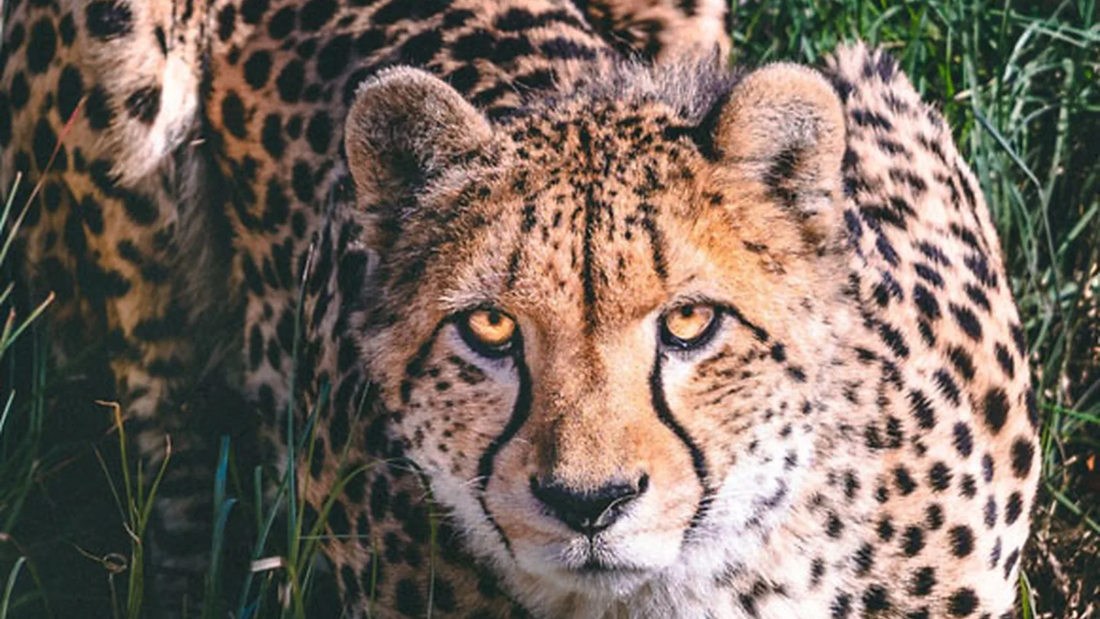 From Zanzibar: 4 Days Classic Northern Circuit Tanzania Safari 2026 to 2027: Lake Eyasi Ngorongoro Serengeti