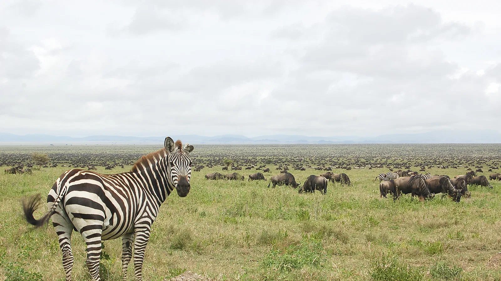 From Zanzibar: 5 Days Photography Tanzania Safari 2026 to 2027: Tarangire Serengeti Ngorongoro