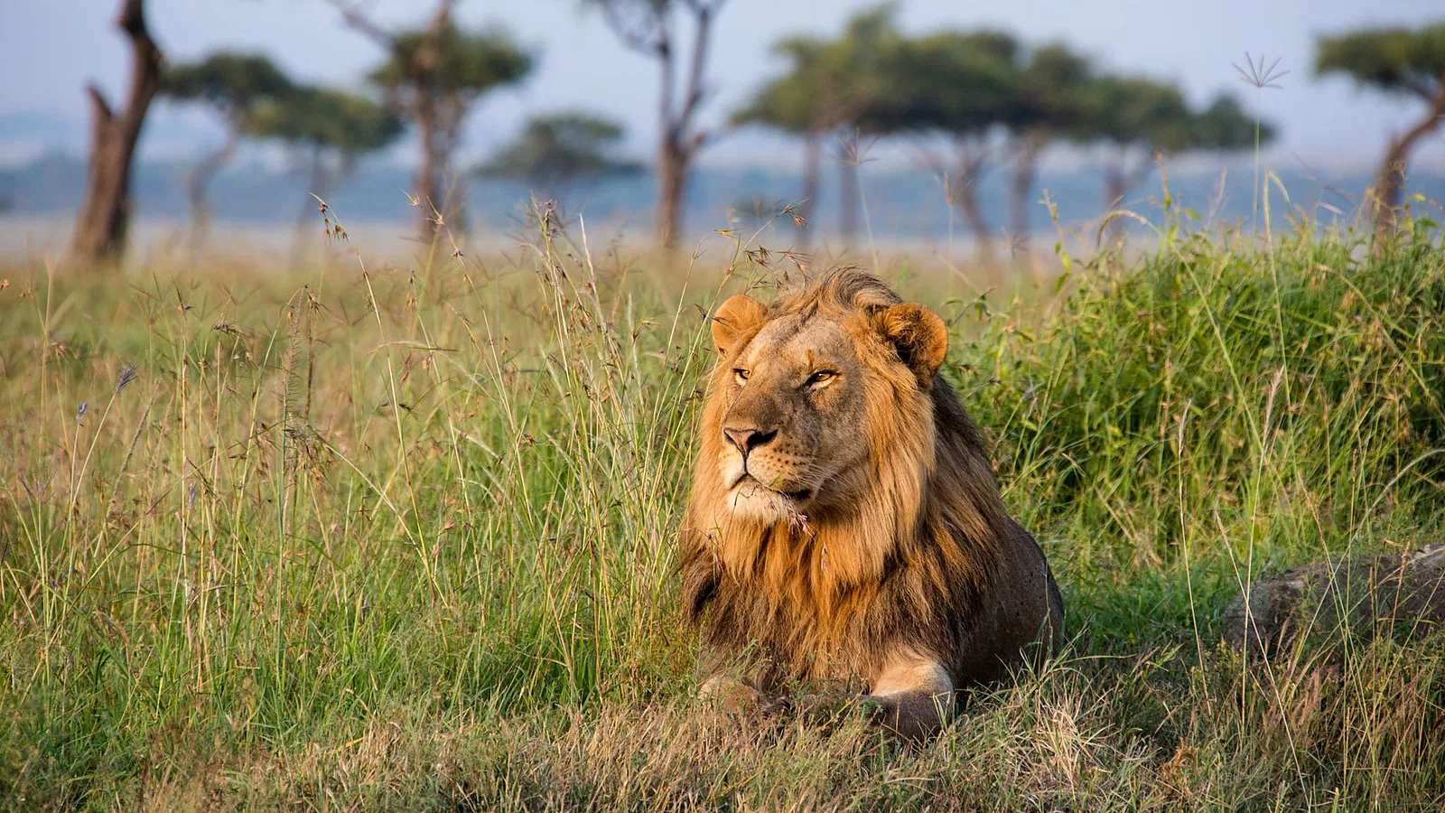 From Zanzibar: 6 Days Classic Northern Circuit Tanzania Safari 2026 to 2027: Arusha Tarangire Serengeti