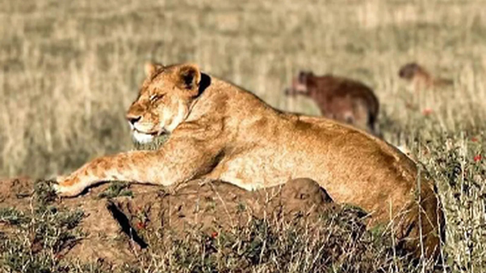 From Zanzibar: 7 Days Photography Tanzania Safari 2026 to 2027: Tarangire Ngorongoro