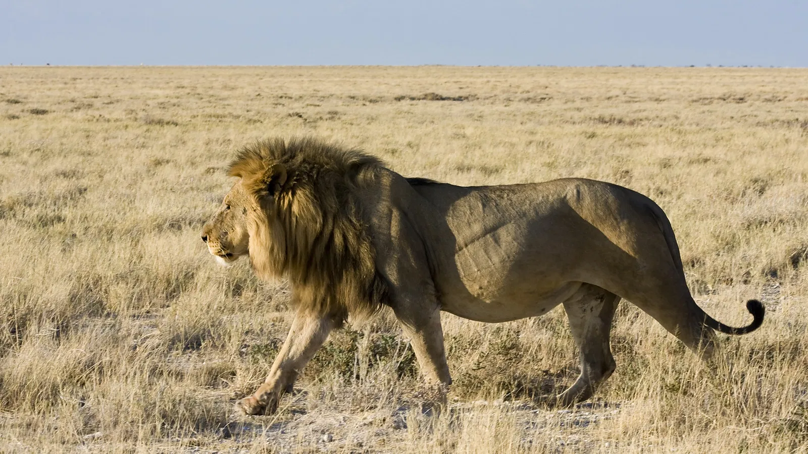 From Zanzibar: 8 Days Classic Northern Circuit Tanzania Safari 2026 to 2027: Lake Manyara Serengeti Ngorongoro