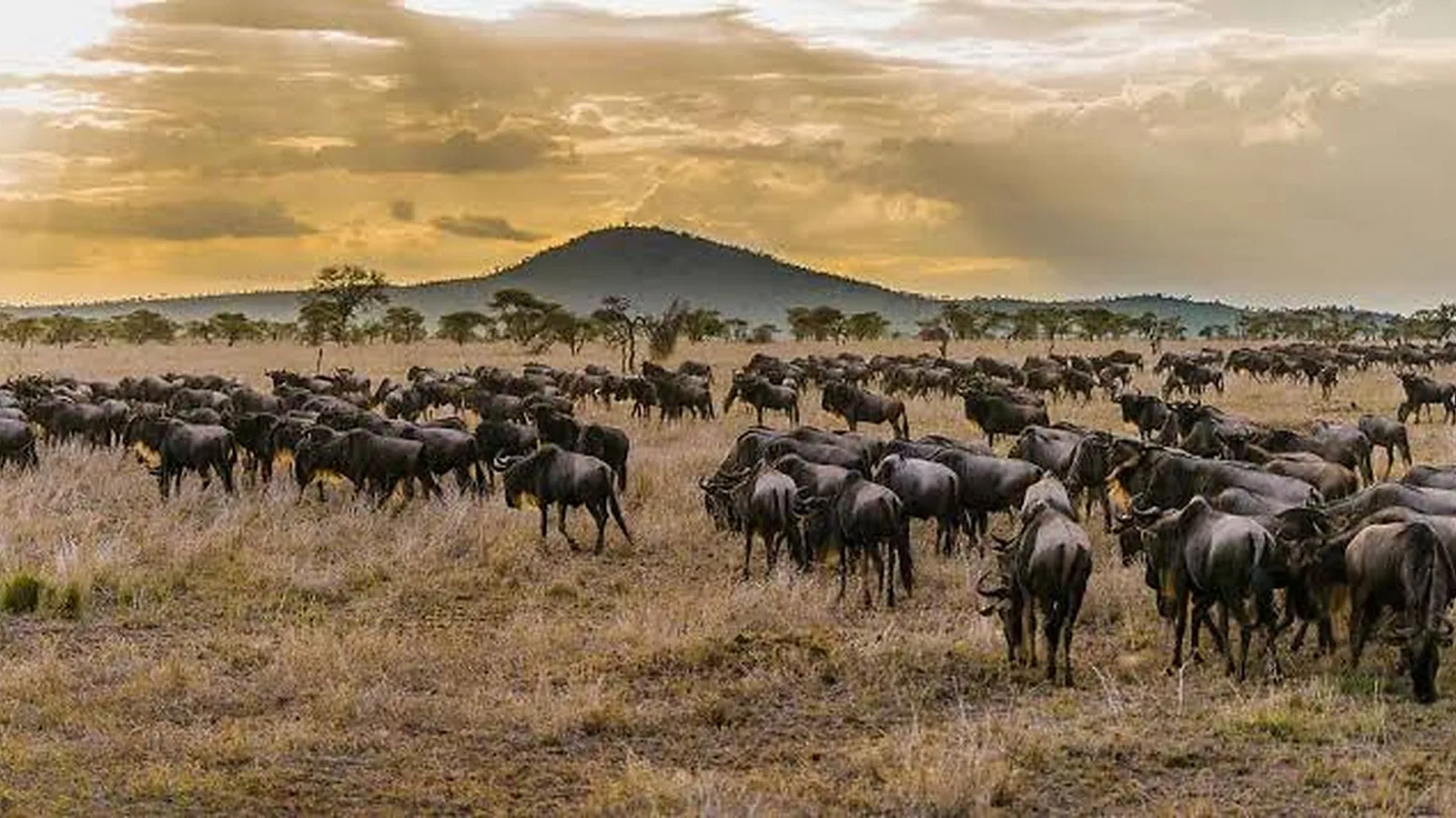 From Zanzibar: 8 Days Luxury Lodge Tanzania Safari 2026 to 2027: Tarangire Serengeti Ngorongoro