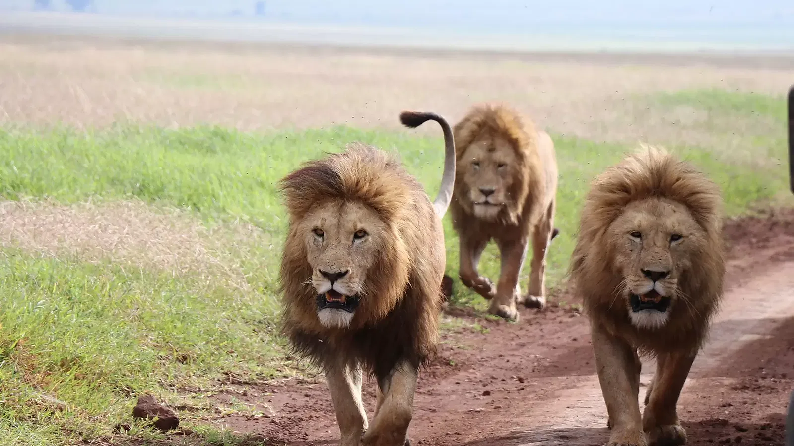 From Zanzibar: 9 Days Photography Tanzania Safari 2026 to 2027: Lake Eyasi Ngorongoro Serengeti