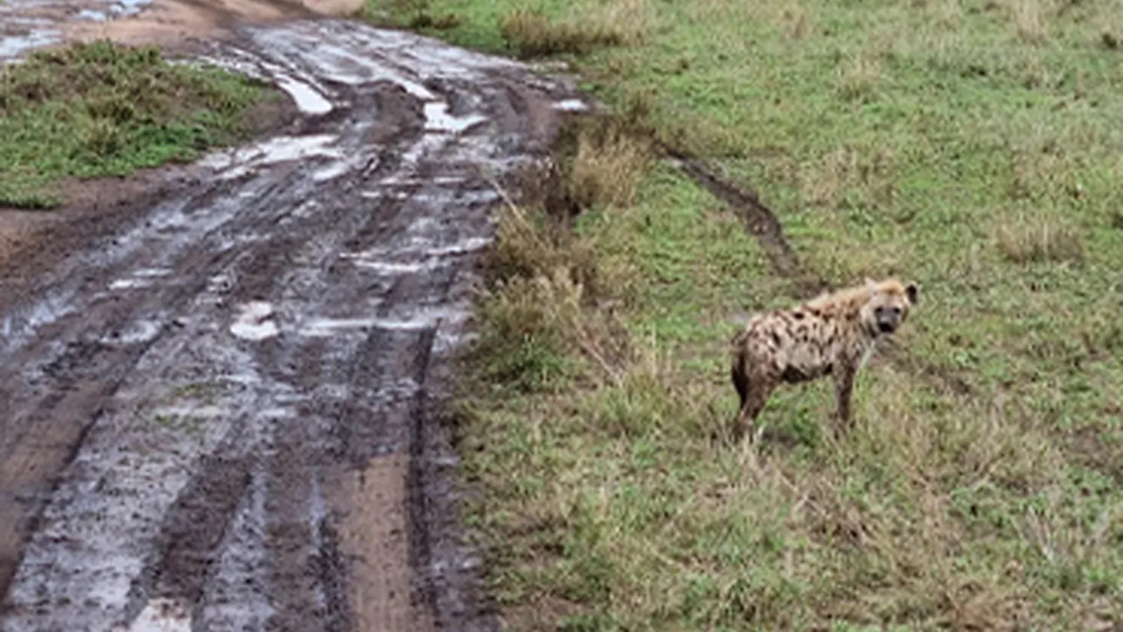 Affordable Tanzania Budget and Midrange Safaris: Serengeti and Ngorongoro Adventures