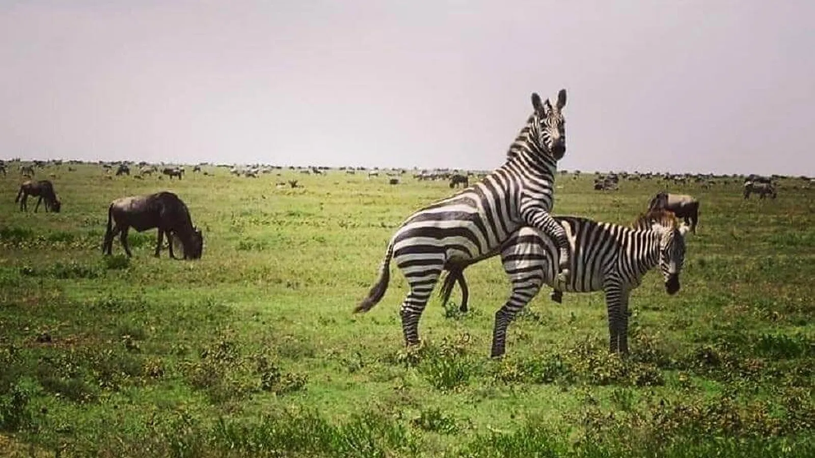 Best Budget Tanzania Safaris: Explore Serengeti Tarangire and Ngorongoro