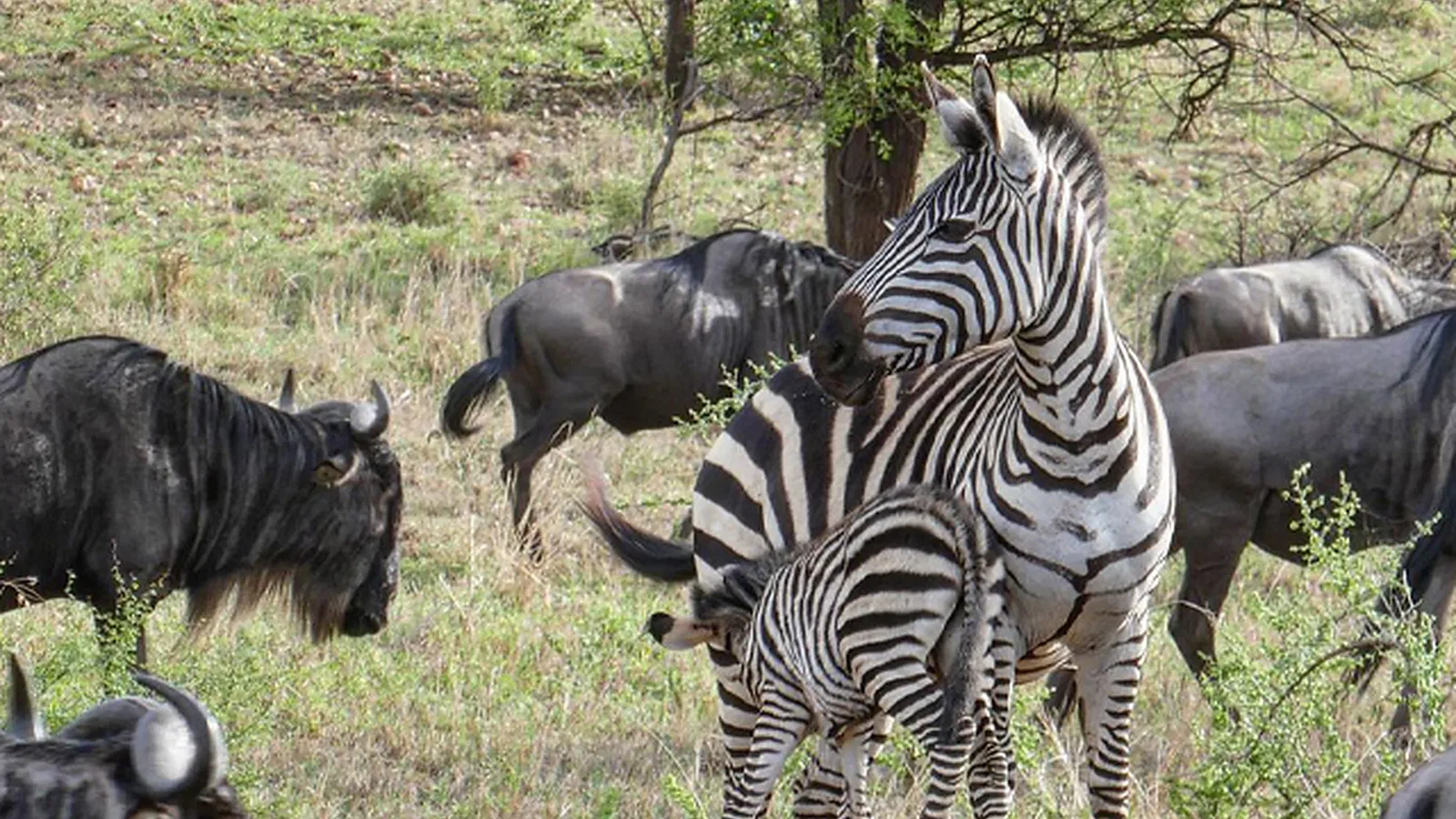 Lake Manyara Safari Guide 2026 to 2027