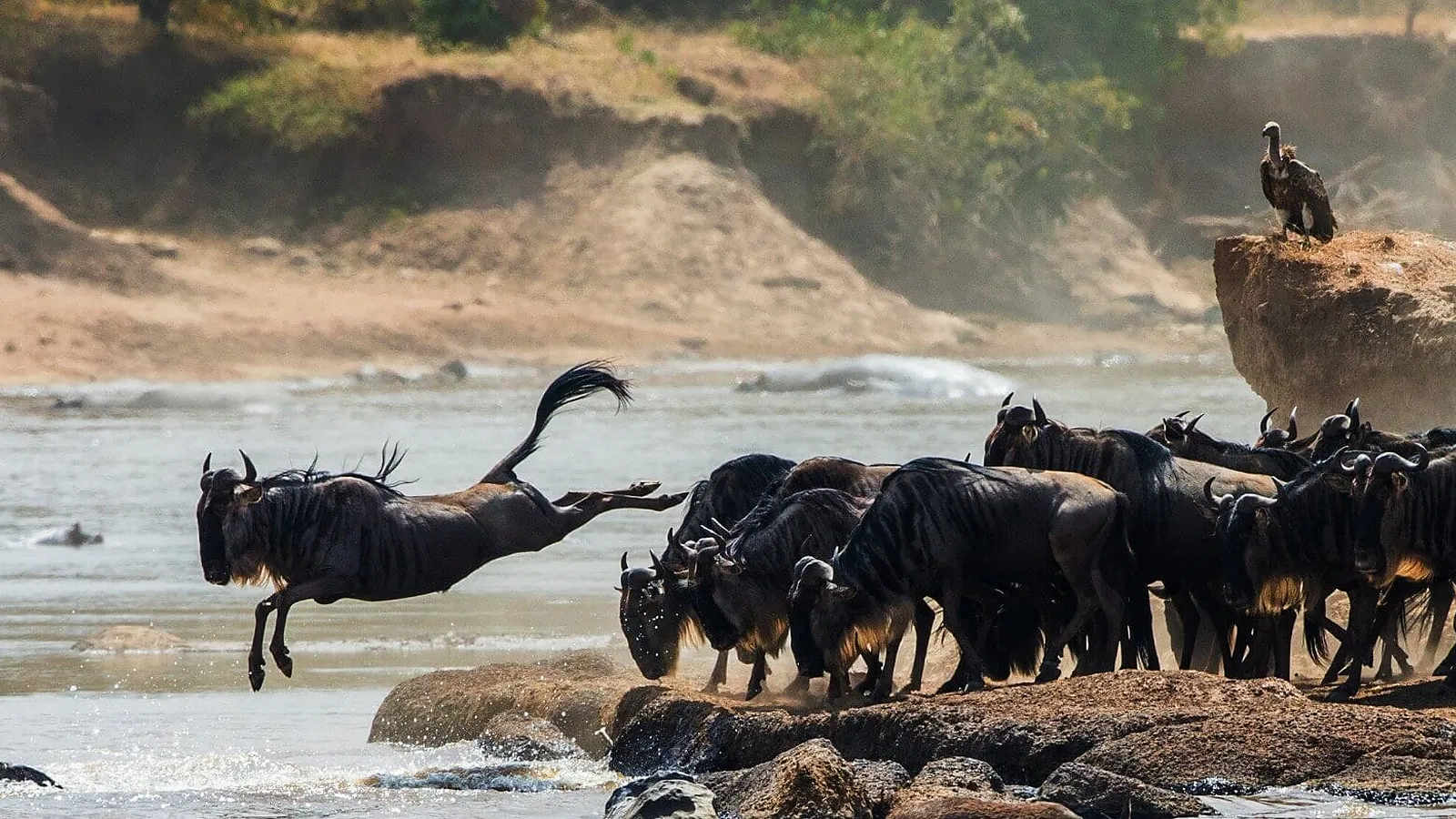 Ndutu Calving Season Safari Guide 2026 to 2027