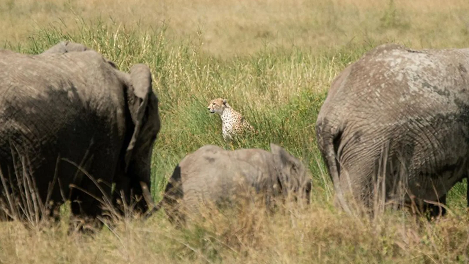 Ngorongoro Crater Safari Guide 2026 to 2027