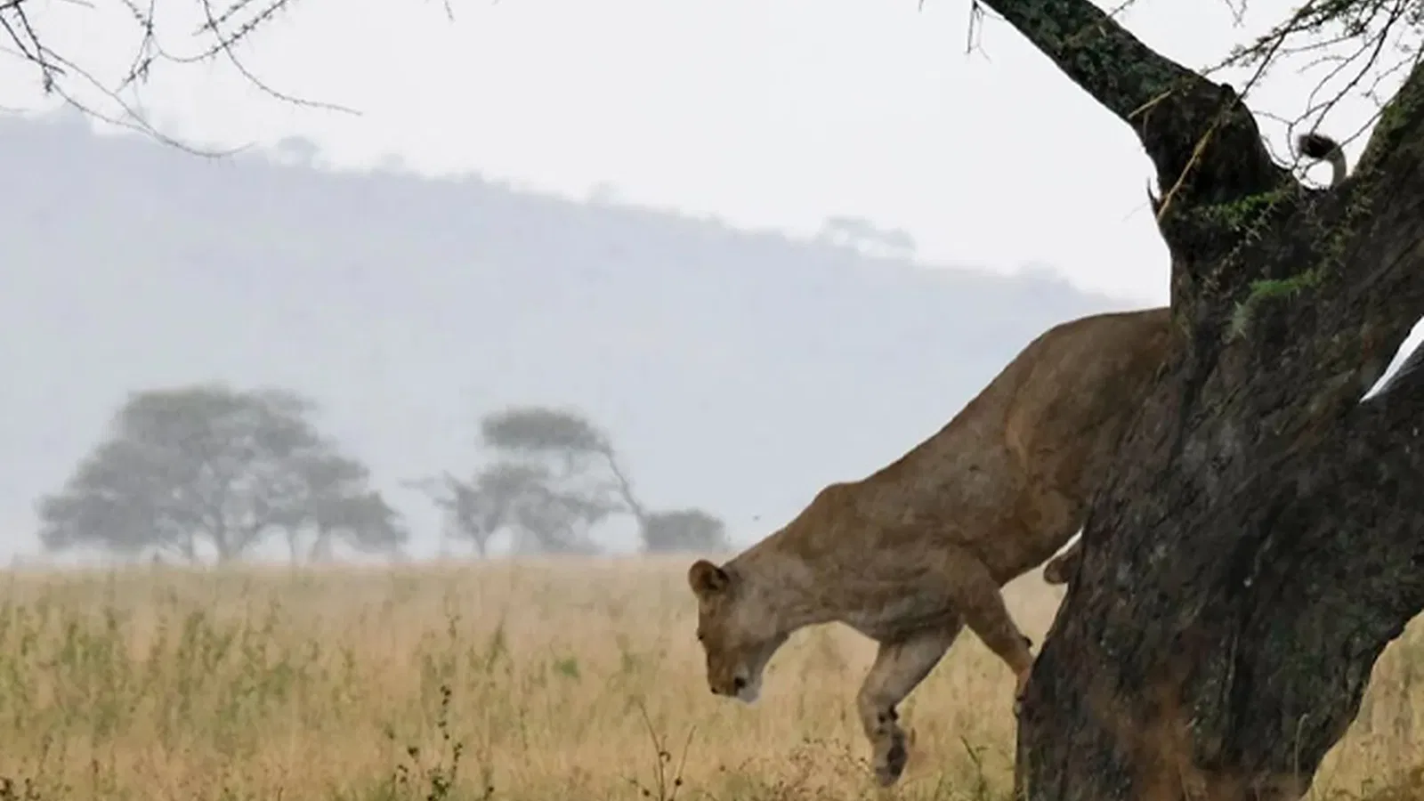 Ngorongoro Safari 2026 to 2027: Best Value Guide