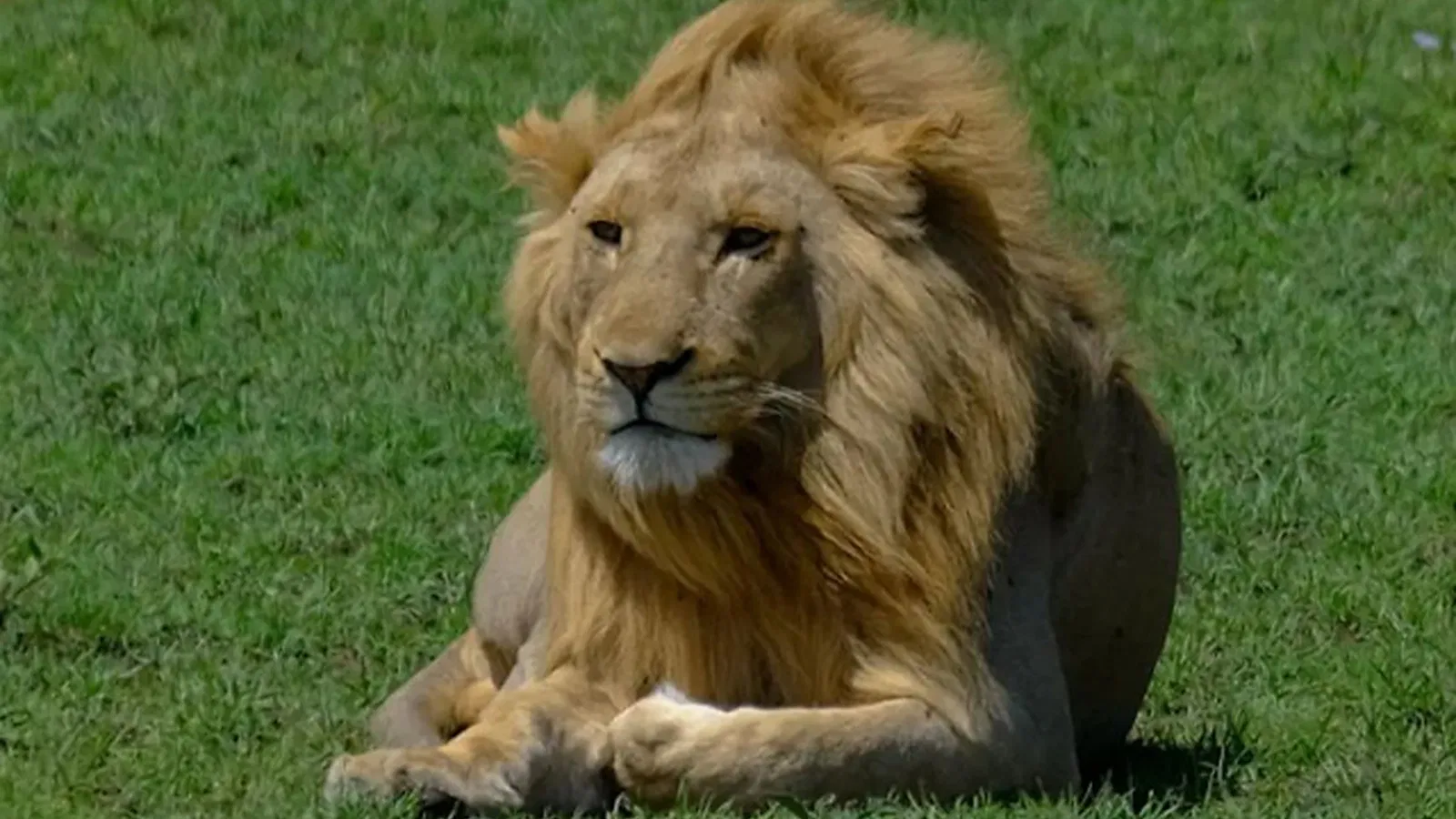 Ngorongoro Safari 2026 to 2027: Cost and Value Guide