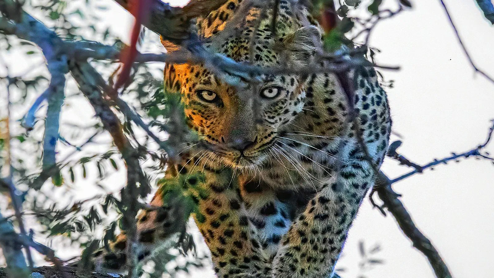 Ngorongoro Safari 2026 to 2027: Family Travel Guide
