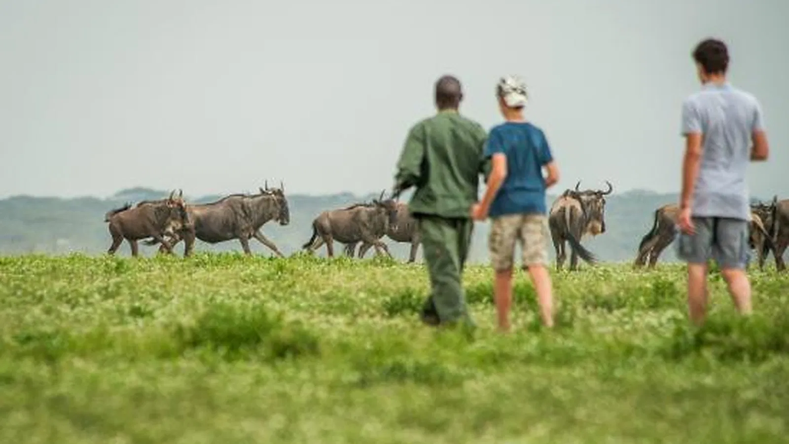 Ngorongoro Safari 2026 to 2027: First Time Visitor Guide
