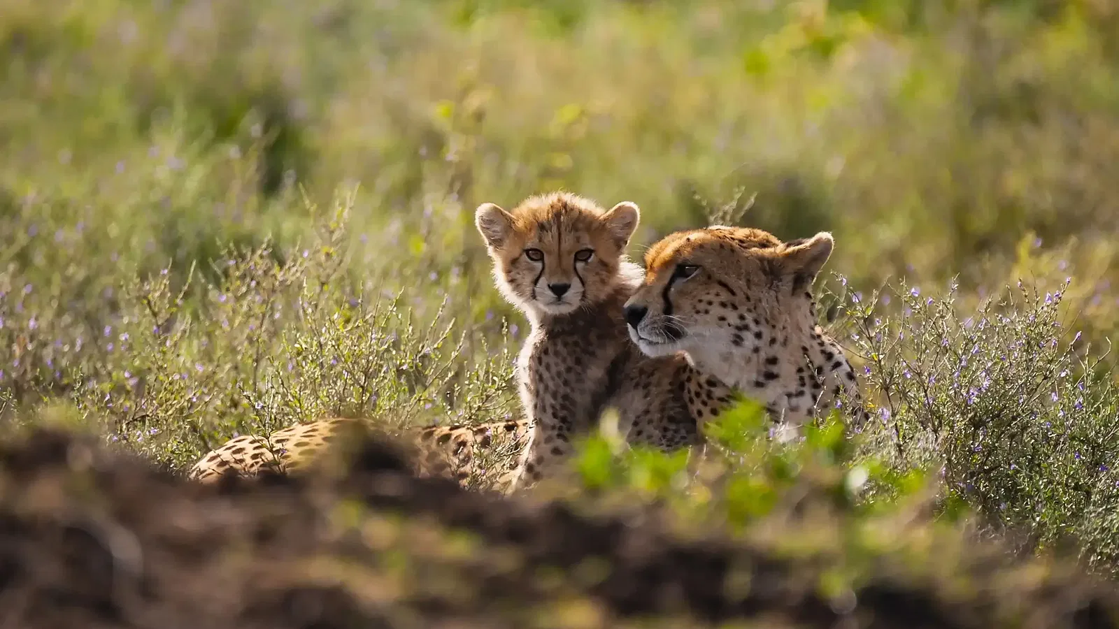 Ngorongoro Safari 2026 to 2027: Local Expert Guide
