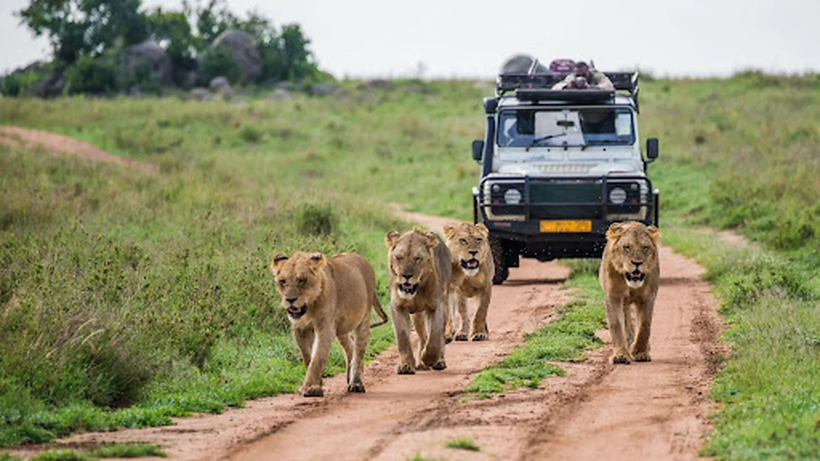 Ngorongoro Safari 2026 to 2027: Private Trip Guide