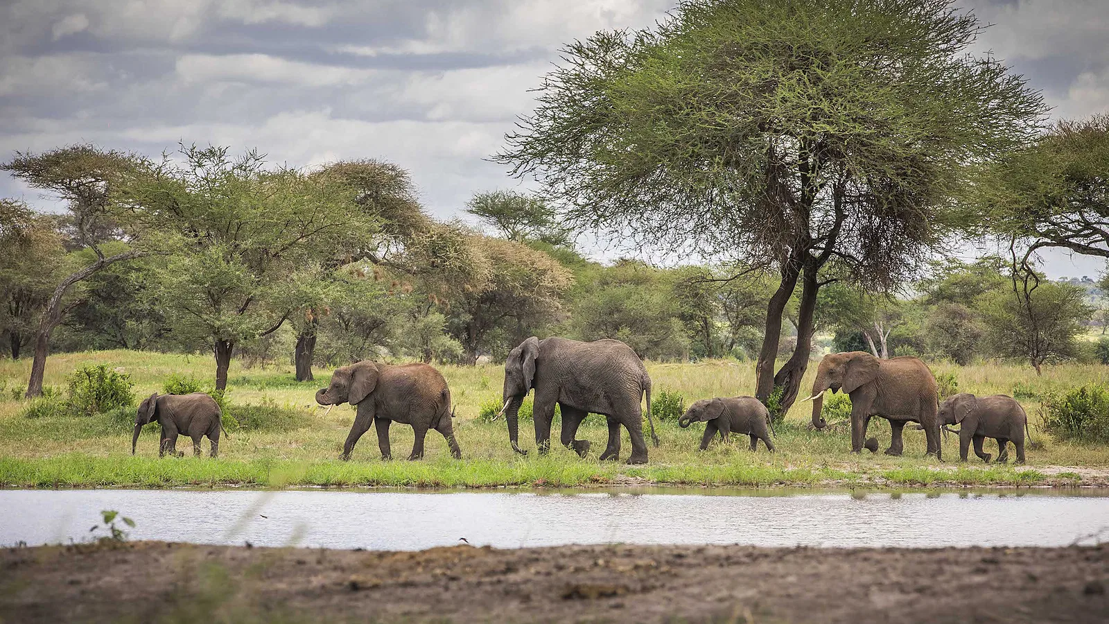 Serengeti Ngorongoro and Tarangire Safaris 2026 to 2027: Budget to Luxury Tours
