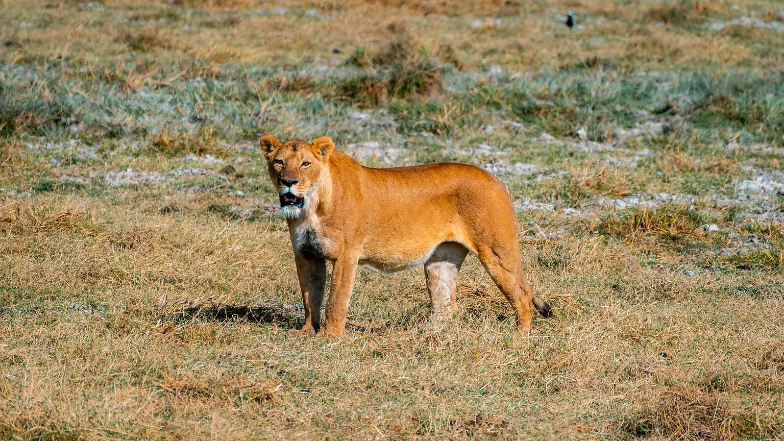 Serengeti Safari 2026 to 2027: Cost and Value Guide