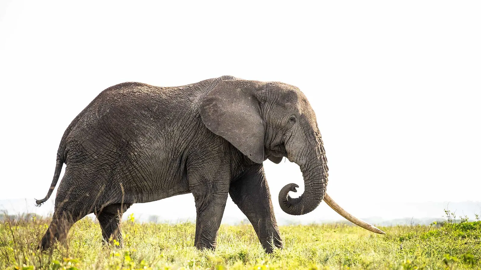 Serengeti Safari 2026 to 2027: Local Expert Guide