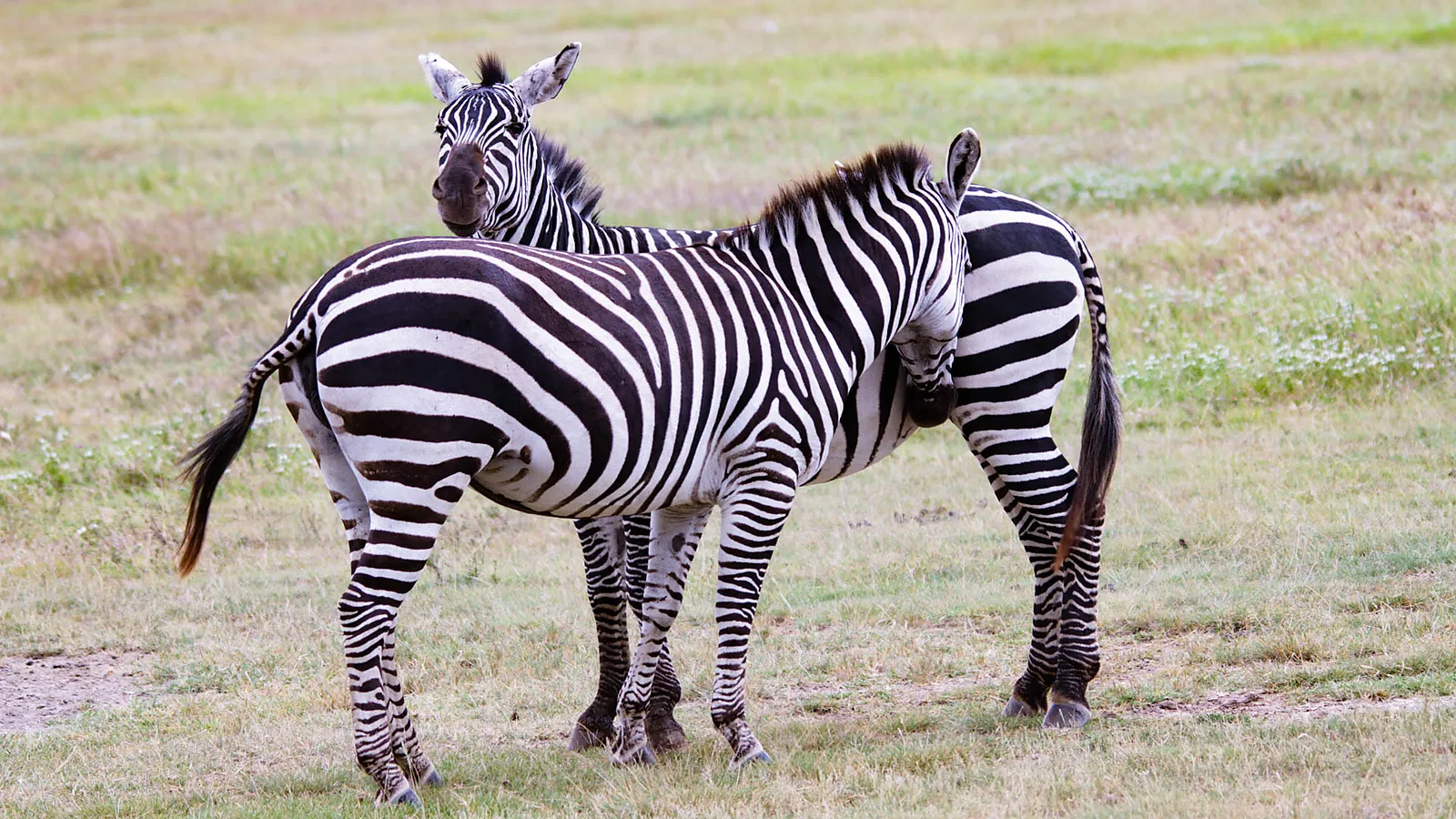 Serengeti Safari 2026 to 2027: Planning Guide