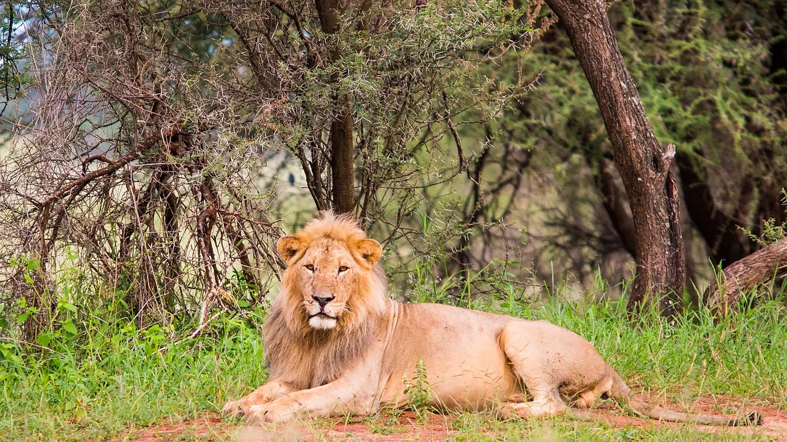 Serengeti Safari 2026 to 2027: Private Trip Guide