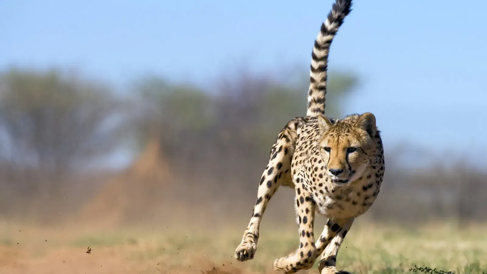 Tanzania Affordable Safari Packages: Midrange Serengeti Adventures