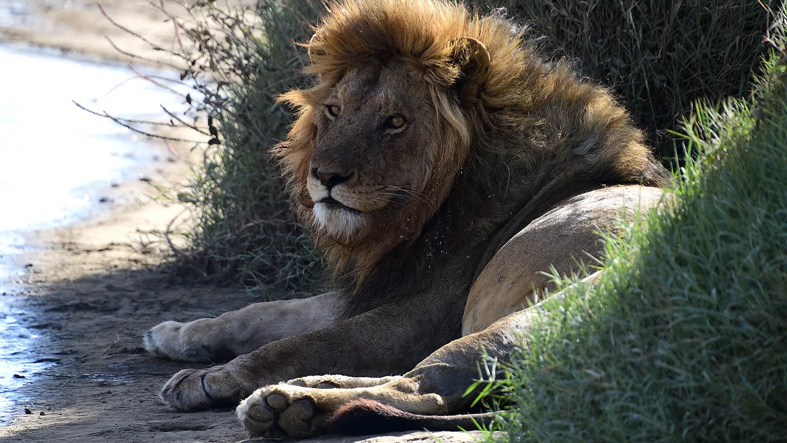 Tanzania Midrange Lodge Safari Guide 2026 to 2027