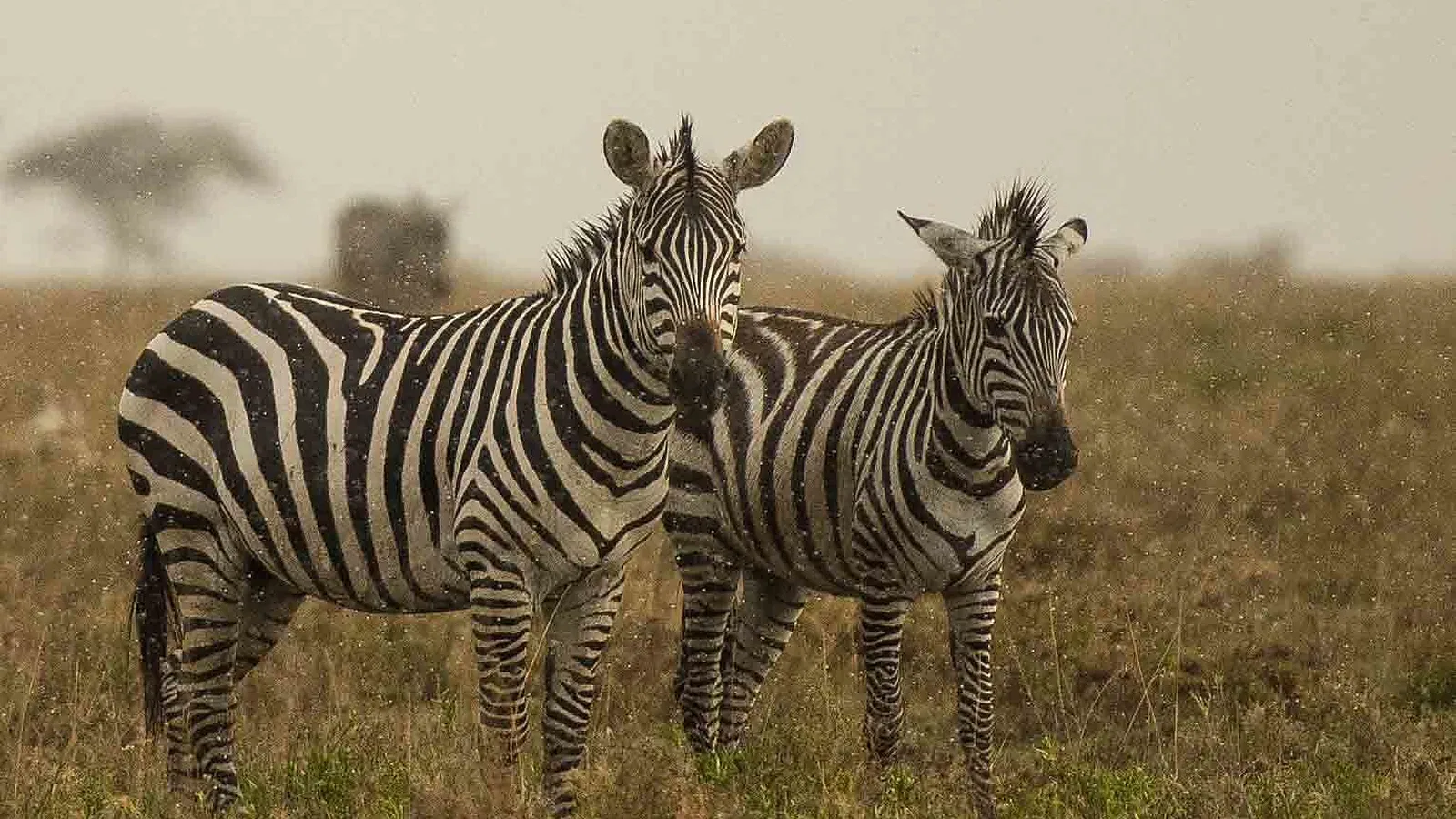 Tanzania Midrange Safari Tours: Comfort Wildlife Adventures in Serengeti
