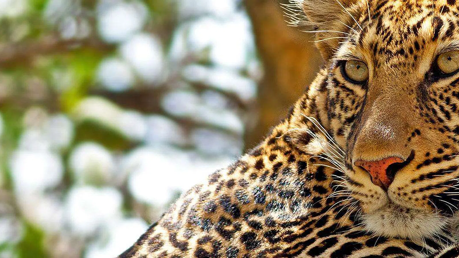 Tanzania Safari 2026 to 2027: Budget Midrange and Luxury Wildlife Adventures