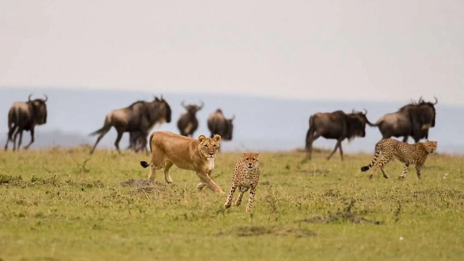Tanzania Safari 2026 to 2027: Cost and Value Guide